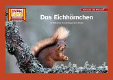 Das Eichhörnchen / Kamishibai Bildkarten