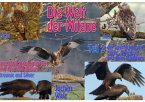 Die Welt der Milane Teil 2 (eBook, ePUB)