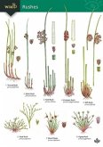 Guide to rushes Guide to rushes