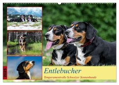 Entlebucher - Temperamentvolle Schweizer Sennenhunde (Wandkalender 2025 DIN A2 quer), CALVENDO Monatskalender Entlebucher - Temperamentvolle Schweizer Sennenhunde (Wandkalender 2025 DIN A2 quer), CALVENDO Monatskalender