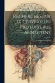Recherches Sur Le Cerveau Du Protopterus Annectens