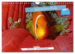 Anemonefish - always busy - always on the move (Wall Calendar 2025 DIN A4 landscape), CALVENDO 12 Month Wall Calendar