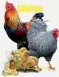 Chicken Coloring Book for Kids - Bild 1