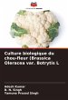 Culture biologique du chou-fleur... - Bild 1