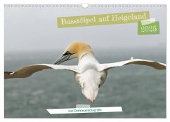 Basstölpel auf Helgoland - von Ostfriesenfotografie (Wandkalender 2025 DIN A3 quer), CALVENDO Monatskalender