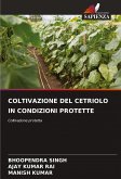 COLTIVAZIONE DEL CETRIOLO IN CONDIZIONI PROTETTE COLTIVAZIONE DEL CETRIOLO IN CONDIZIONI PROTETTE