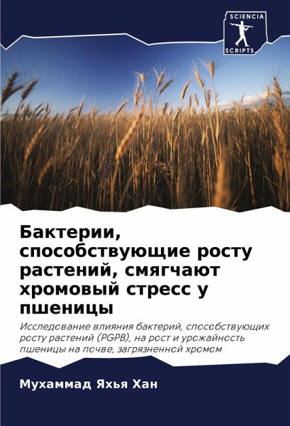 Bakterii, sposobstwuüschie rostu rastenij, smqgchaüt hromowyj stress u pshenicy Bakterii, sposobstwuüschie rostu rastenij, smqgchaüt hromowyj stress u pshenicy
