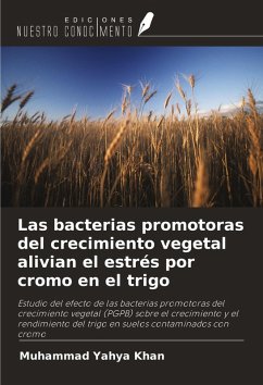 Las bacterias promotoras del crecimiento vegetal alivian el estrés por cromo en el trigo Cover Las bacterias promotoras del crecimiento vegetal alivian el estrés por cromo en el trigo