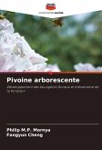 Pivoine arborescente Pivoine arborescente