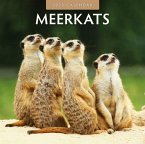 Meerkats 2025 Square Wall Calendar Meerkats 2025 Square Wall Calendar