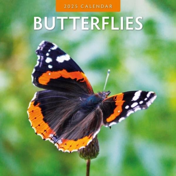 Butterflies 2025 Square Wall Calendar Butterflies 2025 Square Wall Calendar