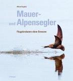 Mauer- und Alpensegler Mauer- und Alpensegler