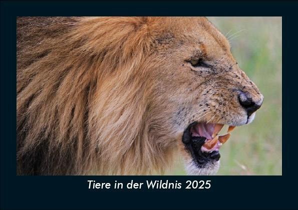 Tiere in der Wildnis 2025 Fotokalender DIN A5