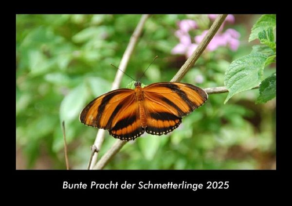 Bunte Pracht der Schmetterlinge 2025 Fotokalender DIN A3