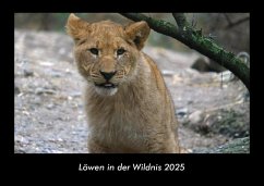 Cover Löwen in der Wildnis 2025 Fotokalender DIN A3