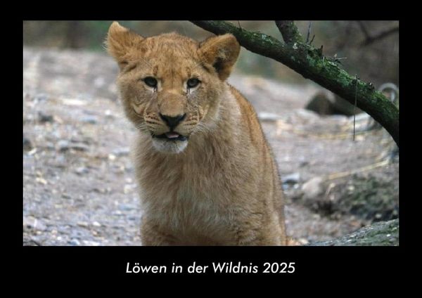 Löwen in der Wildnis 2025 Fotokalender DIN A3