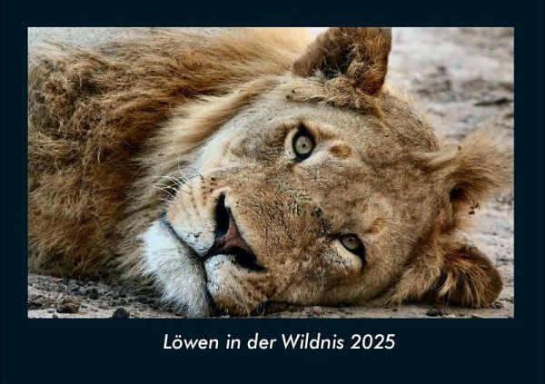 Löwen in der Wildnis 2025 Fotokalender DIN A4
