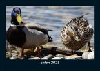 Enten 2025 Fotokalender DIN A5 Enten 2025 Fotokalender DIN A5