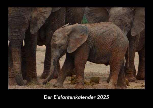 Der Elefantenkalender 2025 Fotokalender DIN A3