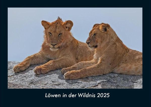 Löwen in der Wildnis 2025 Fotokalender DIN A4 Löwen in der Wildnis 2025 Fotokalender DIN A4