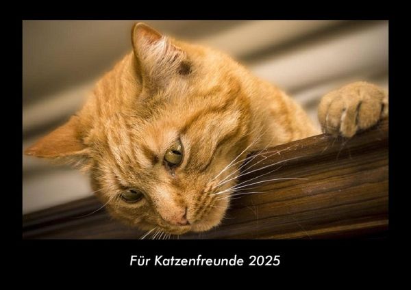 Für Katzenfreunde 2025 Fotokalender DIN A3