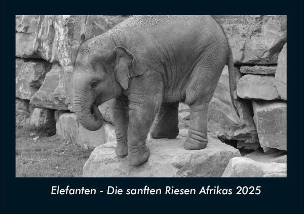 Elefanten - Die sanften Riesen Afrikas 2025 Fotokalender DIN A4 Elefanten - Die sanften Riesen Afrikas 2025 Fotokalender DIN A4