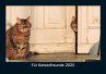 Für Katzenfreunde 2025 Fotokalender... - Bild 1