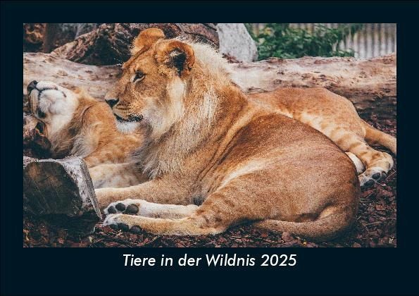 Tiere in der Wildnis 2025 Fotokalender DIN A5