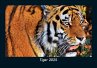 Tiger 2025 Fotokalender DIN A5 - Bild 1