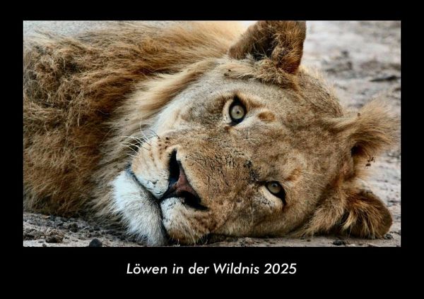 Löwen in der Wildnis 2025 Fotokalender DIN A3