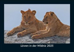 Cover Löwen in der Wildnis 2025 Fotokalender DIN A5