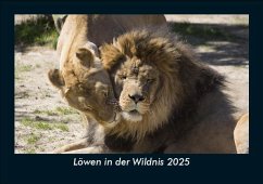 Cover Löwen in der Wildnis 2025 Fotokalender DIN A5