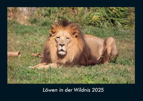 Löwen in der Wildnis 2025 Fotokalender DIN A4 Löwen in der Wildnis 2025 Fotokalender DIN A4