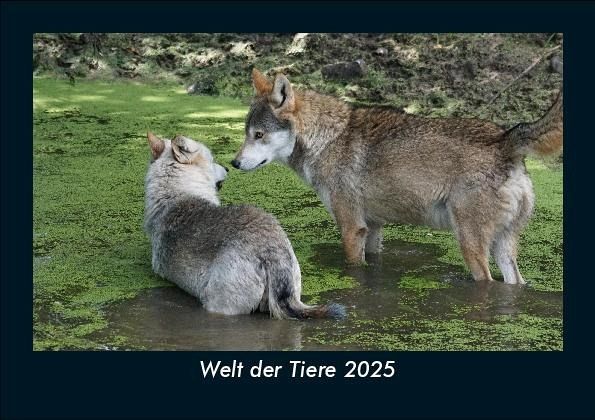 Welt der Tiere 2025 Fotokalender DIN A5 Welt der Tiere 2025 Fotokalender DIN A5