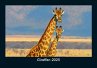 Giraffen 2025 Fotokalender DIN A5 - Bild 1