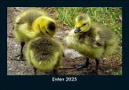Enten 2025 Fotokalender DIN A5 Enten 2025 Fotokalender DIN A5