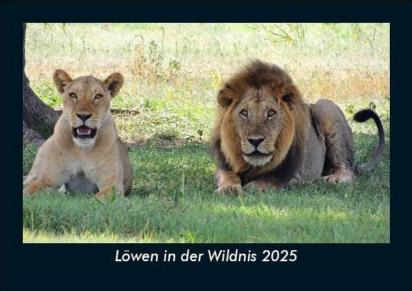 Löwen in der Wildnis 2025 Fotokalender DIN A5