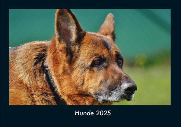 Hunde 2025 Fotokalender DIN A4