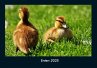 Enten 2025 Fotokalender DIN A4 - Bild 1
