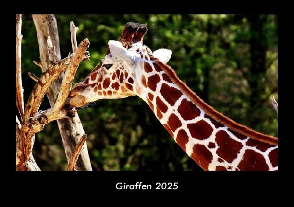 Giraffen 2025 Fotokalender DIN A3 Giraffen 2025 Fotokalender DIN A3