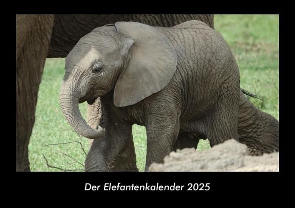 Der Elefantenkalender 2025 Fotokalender DIN A3 Der Elefantenkalender 2025 Fotokalender DIN A3