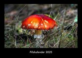 Pilzkalender 2025 Fotokalender DIN A3 Pilzkalender 2025 Fotokalender DIN A3