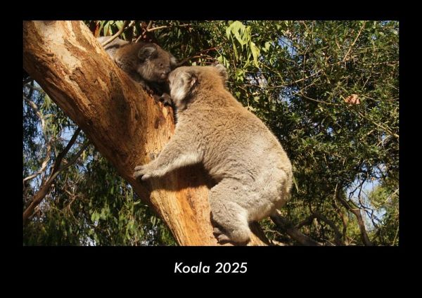 Koala 2025 Fotokalender DIN A3
