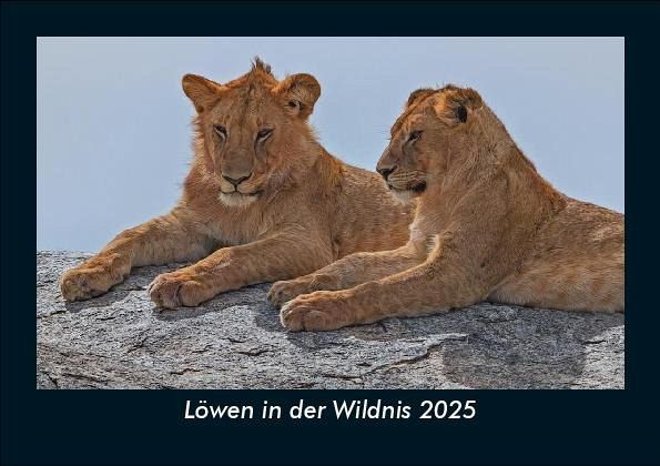 Löwen in der Wildnis 2025 Fotokalender DIN A5 Löwen in der Wildnis 2025 Fotokalender DIN A5