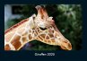 Giraffen 2025 Fotokalender DIN A4 - Bild 1