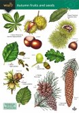 Autumn fruits and seeds Autumn fruits and seeds