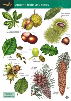 Cover Autumn fruits and seeds