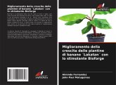 Miglioramento della crescita delle piantine di banano ´Lakatan´ con lo stimolante Bioforge