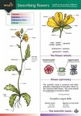 Describing Flowers Describing Flowers