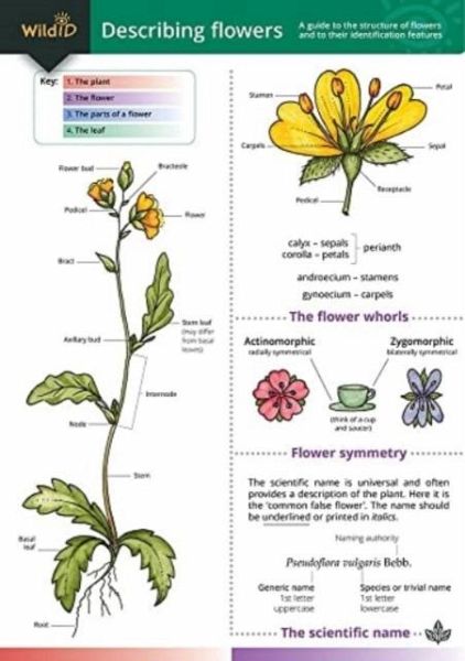 Describing Flowers Describing Flowers